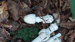 Amanita lividopallescens