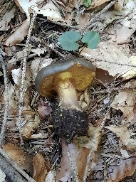 Calonarius atrovirens