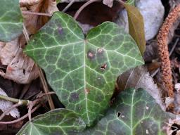 Boeremia hedericola