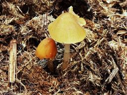 Conocybe moseri