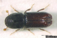 Pityogenes bidentatus