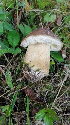 Boletus aereus