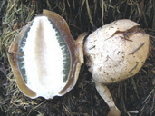 Phallus impudicus