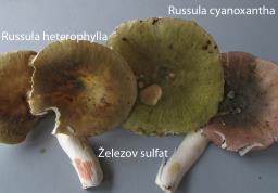 Russula heterophylla