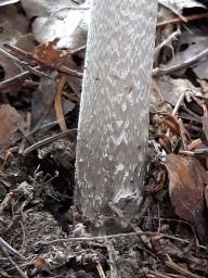 Amanita ceciliae