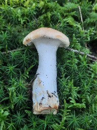 Hydnum repandum