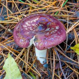 Russula caerulea