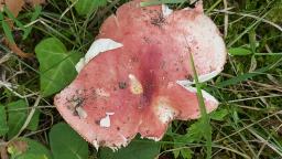 Russula persicina
