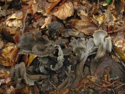 Cantharellus cinereus