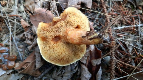 Suillus grevillei