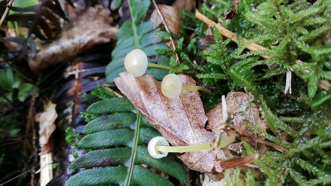 Mycena epipterygia