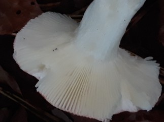 Russula silvestris