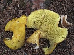 Suillus cavipes