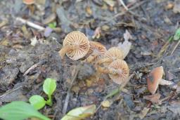 Tubaria furfuracea