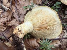 Lactarius scrobiculatus