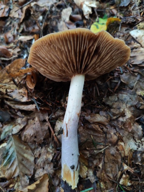 Cortinarius collinitus