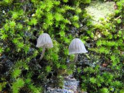 Mycena pseudocorticola