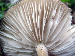 Megacollybia platyphylla