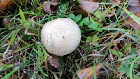 Amanita franchetii