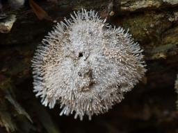 Berkelella stilbigera