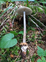 Amanita battarrae