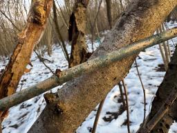 Lophiostoma viridarium