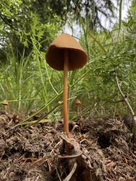 Conocybe macrospora