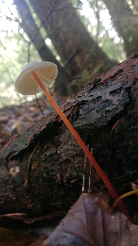 Mycena crocata