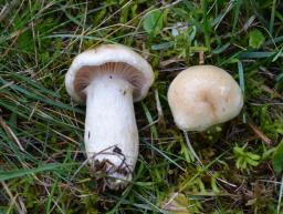 Hygrophorus ligatus