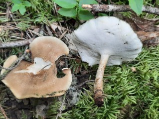 Lentinus substrictus