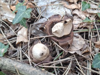 Geastrum