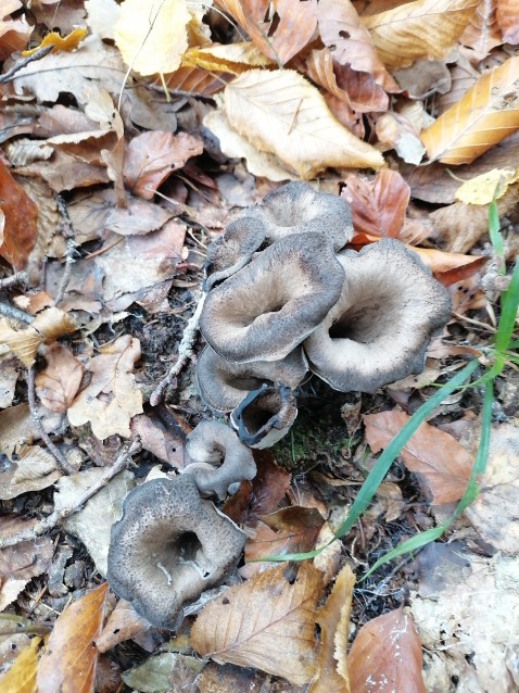 Craterellus cornucopioides