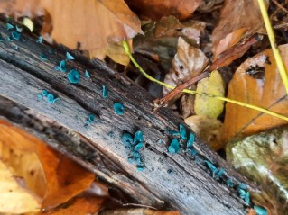 Chlorociboria aeruginascens