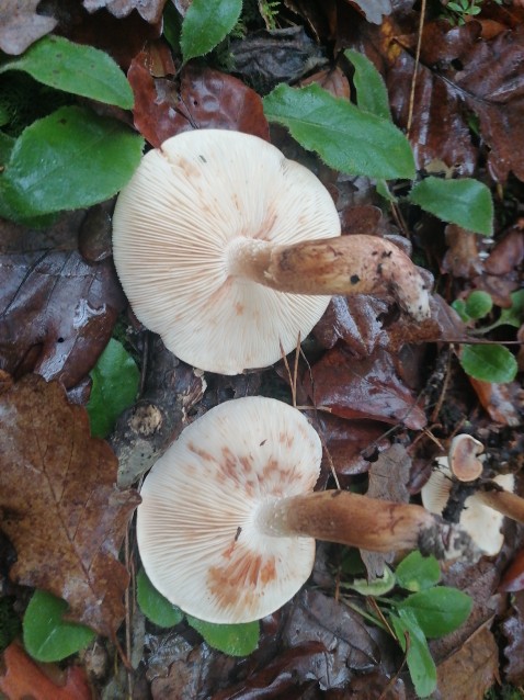 Tricholoma pessundatum