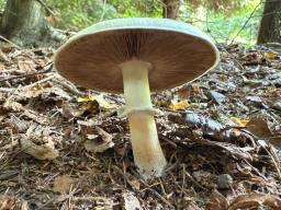 Agaricus sylvicola