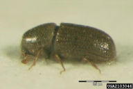 Crypturgus pusillus