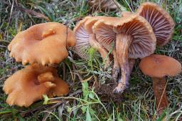 Laccaria bicolor