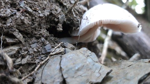 Pluteus inquilinus