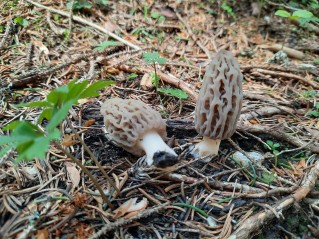 Morchella deliciosa