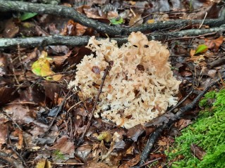 Sparassis crispa