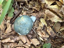 Stropharia aeruginosa