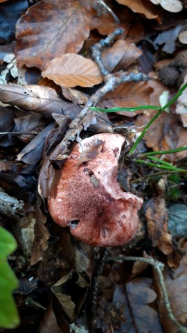 Hygrophorus russula