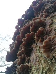 Auricularia mesenterica