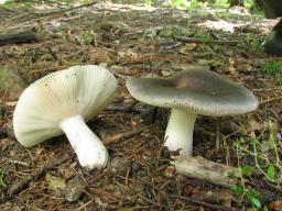 Russula parazurea