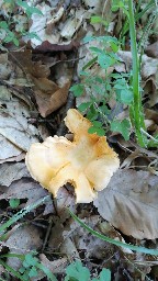 Cantharellus cibarius
