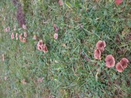 Pseudoclitocybe cyathiformis