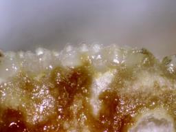 Hypomyces lateritius