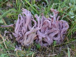 Clavaria zollingeri