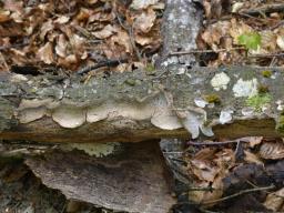 Laxitextum bicolor