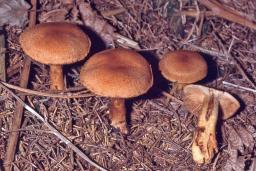 Aureonarius callisteus